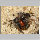 Sphecodes sp - Blutbiene 14a 4-5mm Paarung - Sandgrube Niedringhaussee.jpg